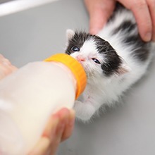 タム動物病院