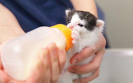 最後まで責任を持って飼う 