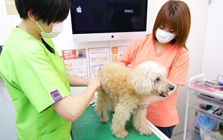 動物の定期検診とは